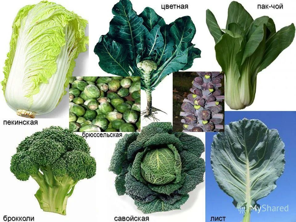 Разновидности капусты с фото План урока учебной практики "Кулинарная обработка капустных овощей, способы наре