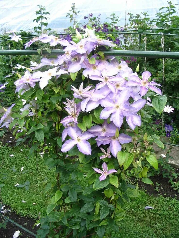 Разновидности клематисов фото Ketu Ode Clematis Clematis, Landscape walls, Yard landscaping