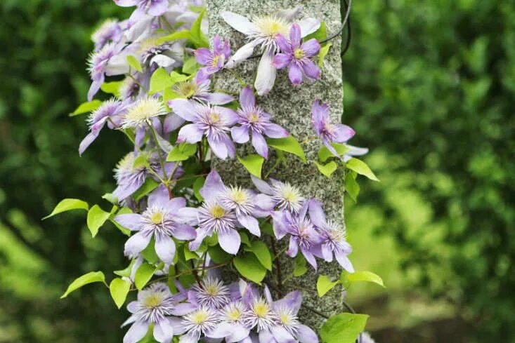 Разновидности клематисов фото Clematis 'Fairy Blue'