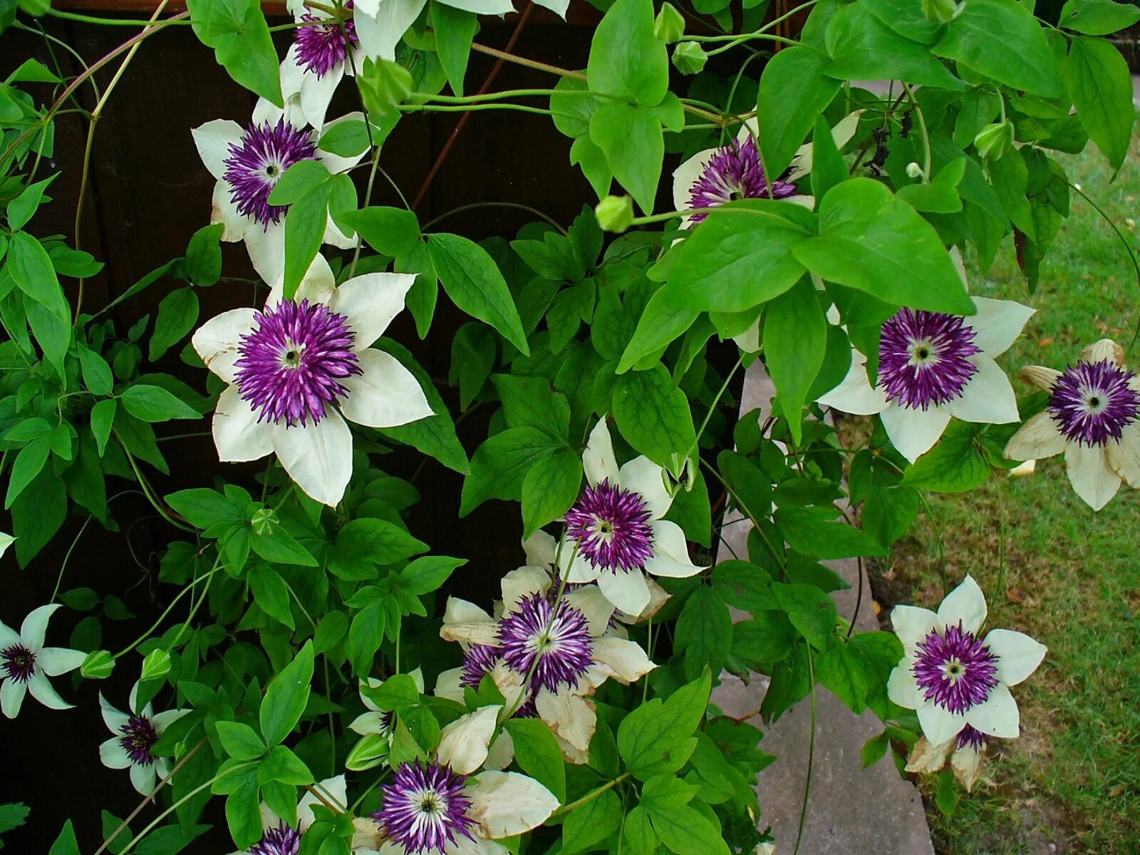 Разновидности клематисов фото Файл:Clematis florida 'Sieboldii' 001.JPG - Википедия