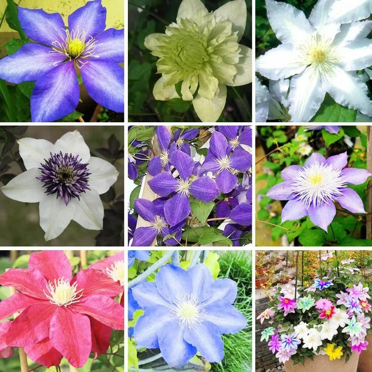 Разновидности клематисов фото и названия Clematis - several varieties Climbing clematis, Clematis, Bonsai plants