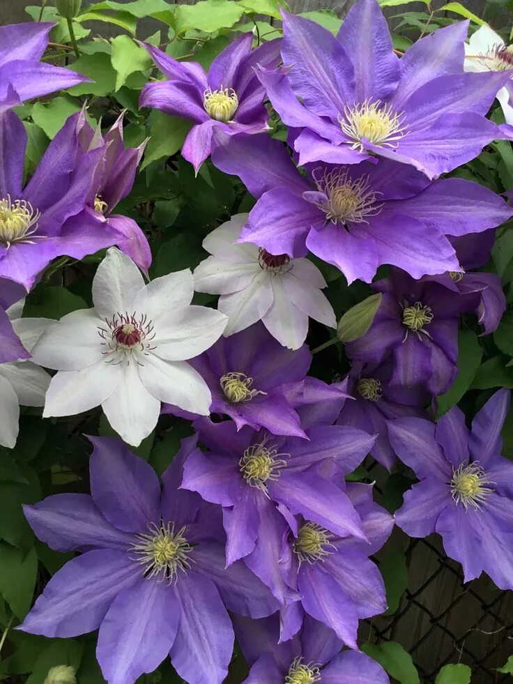 Разновидности клематисов фото и названия 7 Splendid Climbing Vines for your home and garden 1.Clematis- If you want the C