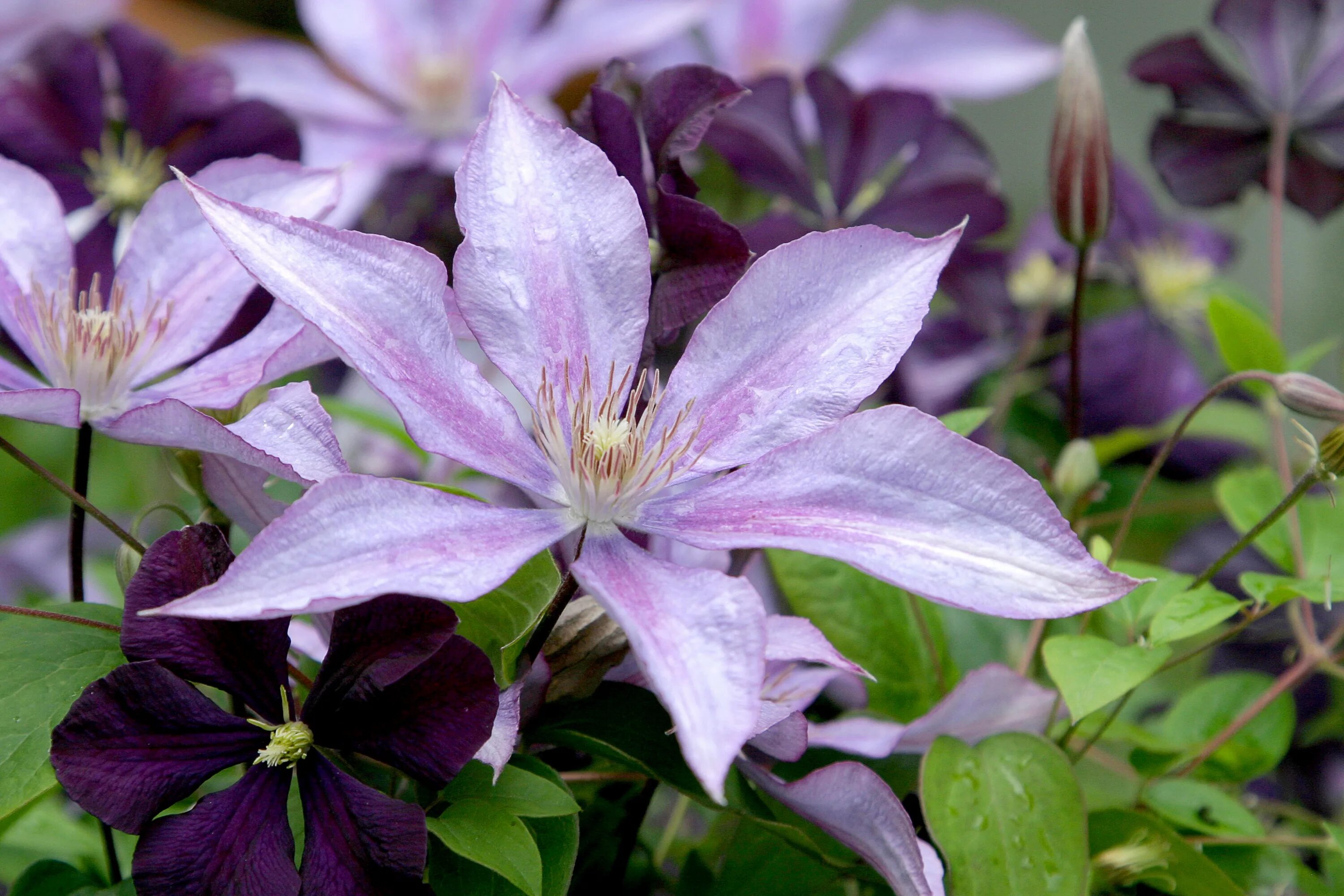 Разновидности клематисов фото и названия Purple clematis on a flowerbed in the garden close-up free image download