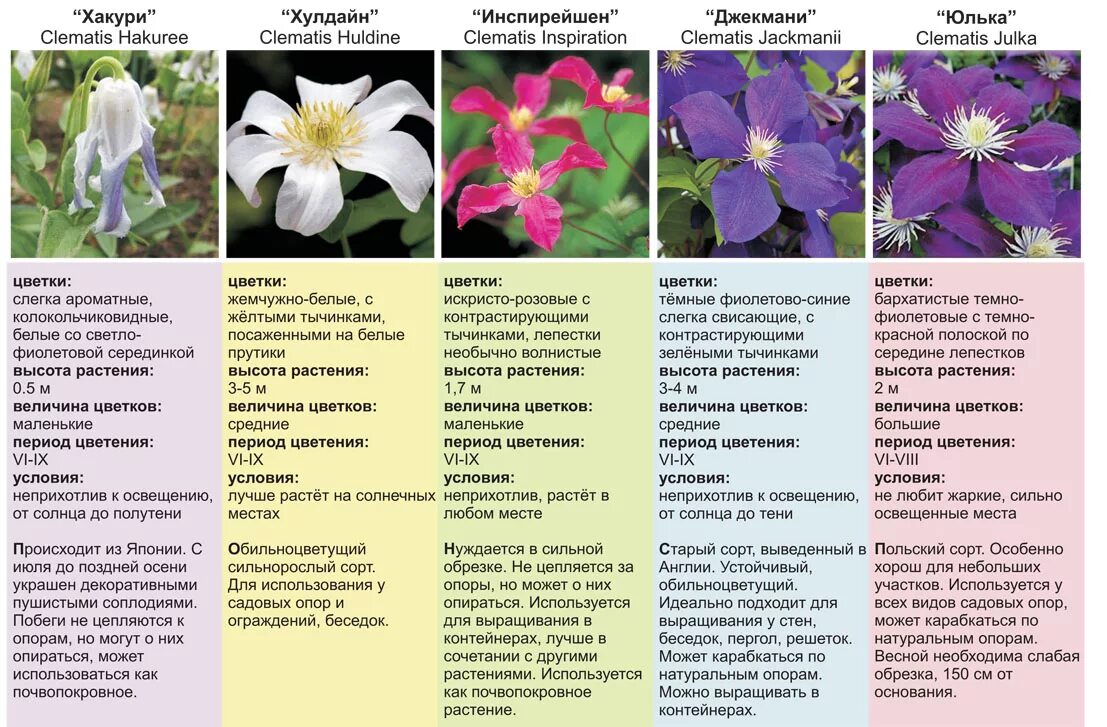 Разновидности клематисов фото и названия и описание Клематисы Сорта С Фото И Описанием Для Новичков - Karevaphoto.ru