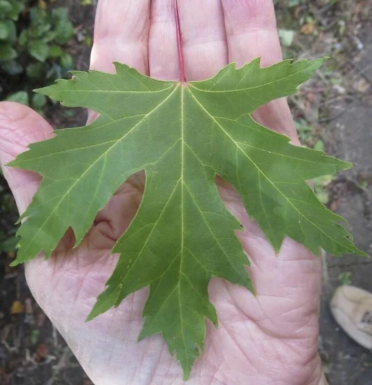 Разновидности клена с названиями и фото листьев Maples - Tree Guide UK maple tree identification by leaves and fruit. Tree ident