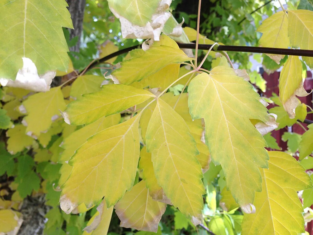 Разновидности клена с названиями и фото листьев File:2014-10-11 12 48 07 Box Elder Maple foliage during autumn in Elko, Nevada.J