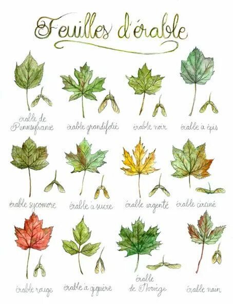 Разновидности клена с названиями и фото листьев Imprimé Feuilles d'érable Poster planche botanique, érable, arbre Canada EU, Aff