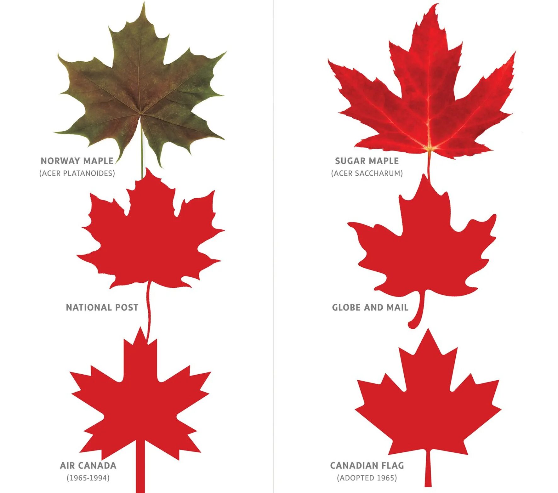 Разновидности клена с названиями и фото листьев Lookalike Leaves: How to Tell the Difference Between Maple Tree - tmsmetall.ru