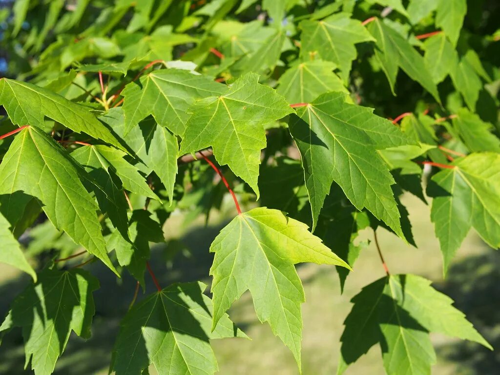 Разновидности кленов фото листьев Front Yard Red Maple Acer rubrum(Red Maple) d0 F. D. Richards Flickr