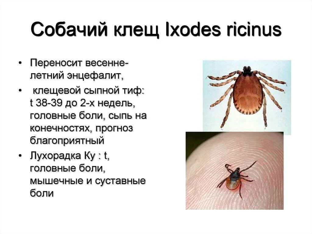 Разновидности клещей фото и описание Собачий клещ возбудитель: найдено 87 изображений