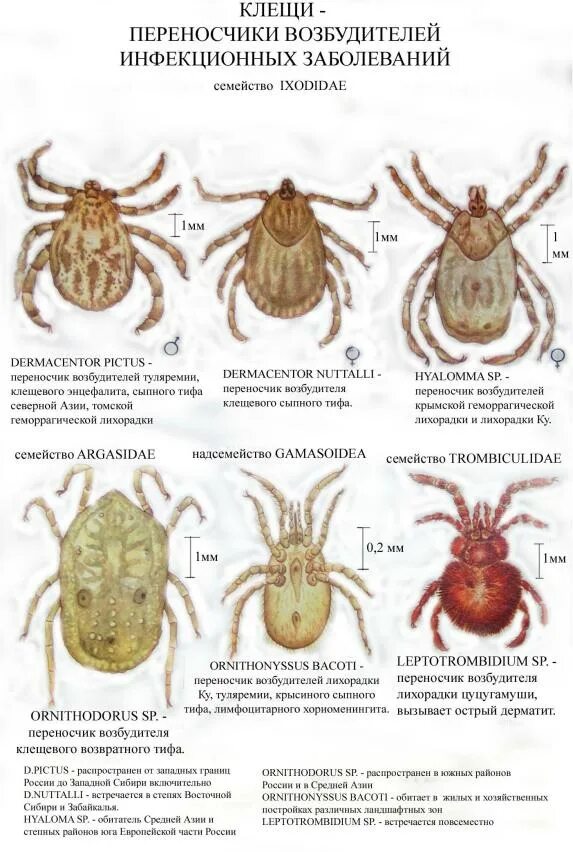 Разновидности клещей фото и описание опасных Атлас по биологии (рисунки) - Стр 6