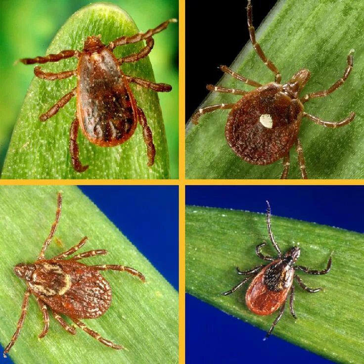 Разновидности клещей фото и описание опасных It's tick season.The ticks don't know that. They are active year-round. They jus