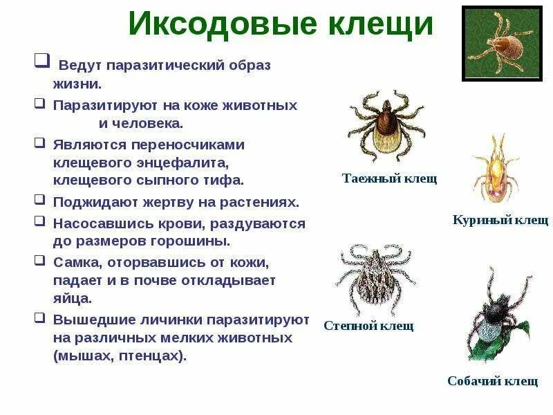 Разновидности клещей фото и описание у животных Спортивно-оздоровительный комплекс - Новости