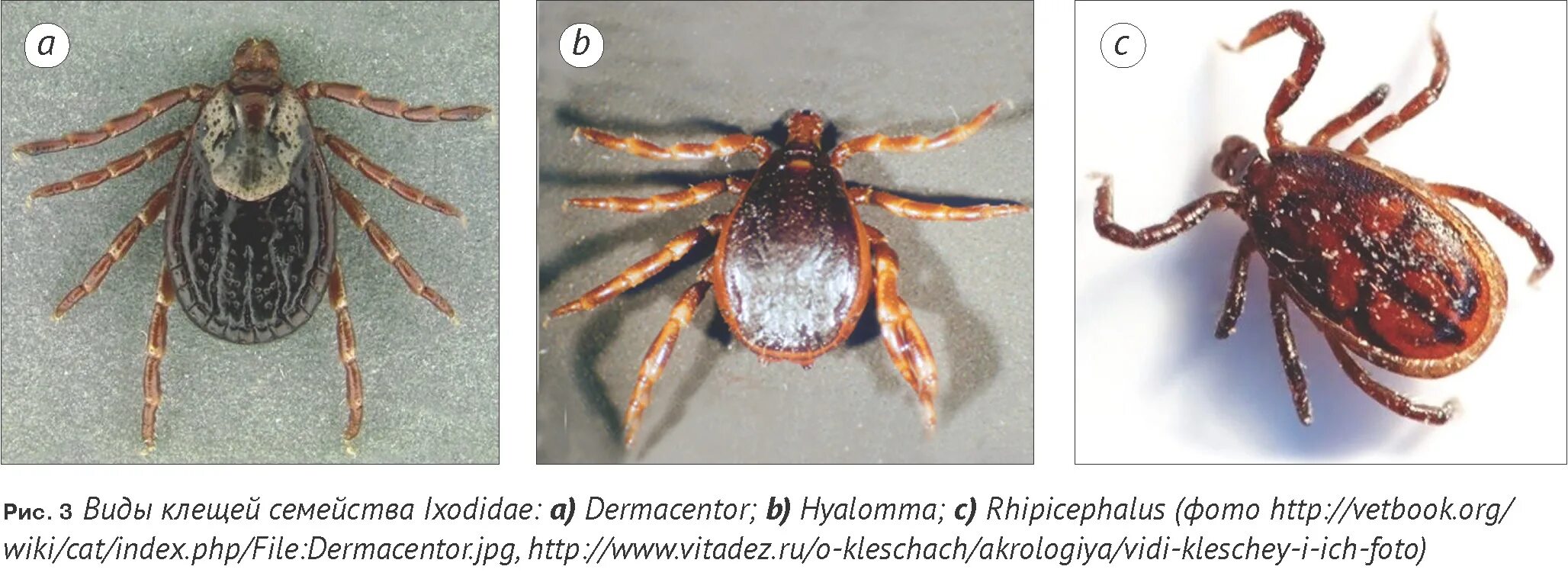 Разновидности клещей фото и описание у животных Бабезиозы лошадей: этиология и проблемы диагностики / Babesiosis of horses: etio