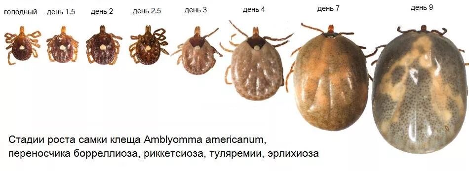 Разновидности клещей у собак фото и описание Самарская городская клиническая больница № 8 Новости - Клещ. Что нужно знать о н
