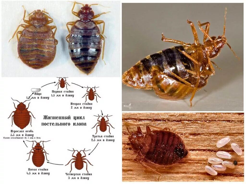 Разновидности клопов фото и названия Мебельные клопы - фото, описание, как избавиться