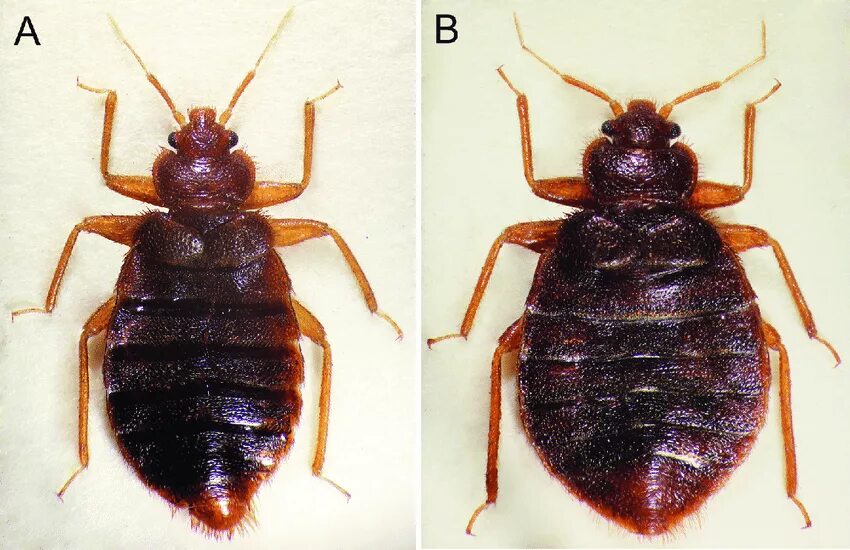 Разновидности клопов фото и названия домашних Обогатились" новым видом": представляют ли опасность для россиян тропические кло