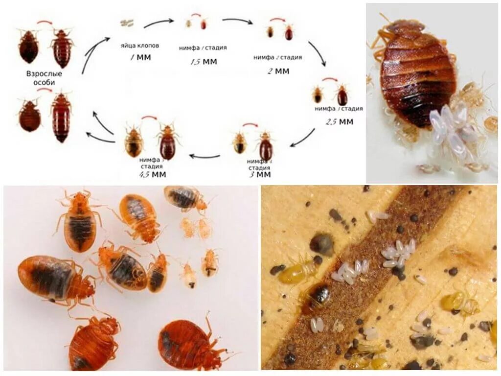 Разновидности клопов фото и описание Следы и признаки клопов в квартире
