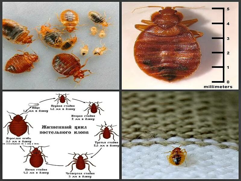 Разновидности клопов в квартире фото и описание Стадии развития постельного клопа фото - DelaDom.ru