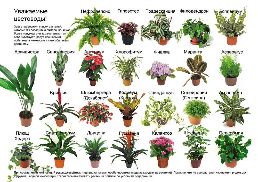 Разновидности комнатных цветов фото и названия Алфавитный указатель комнатных растений