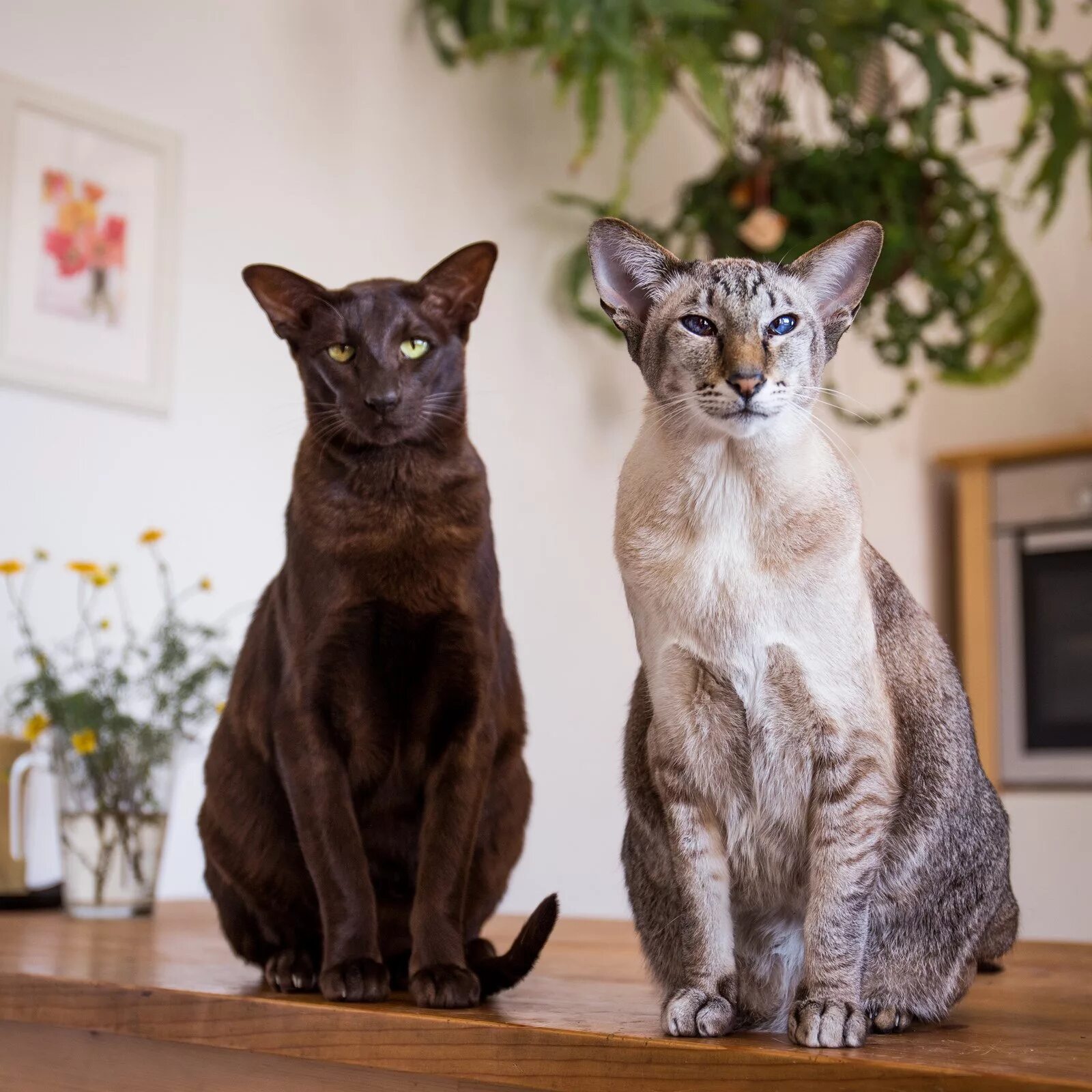 20 of The World’s Most Expensive Cat Breeds, Costing Up To $100,000cat breeds, e