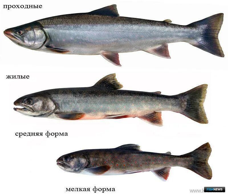 Разновидности красной рыбы названия и фото В Курильском озере нашли новые группы лососевых