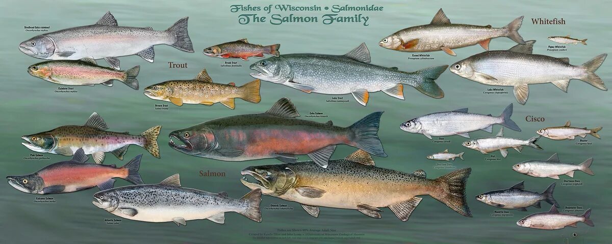 Разновидности красной рыбы названия и фото Wisconsin’s fish - all of them - star in new poster series