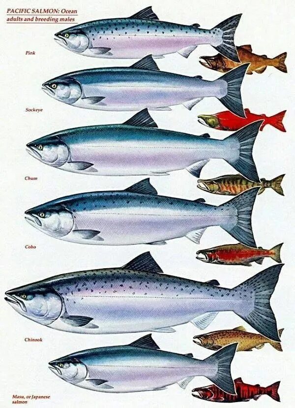 Разновидности красной рыбы названия и фото Know your Pacific salmon chart - adults and breeding males Trout fishing, Pacifi