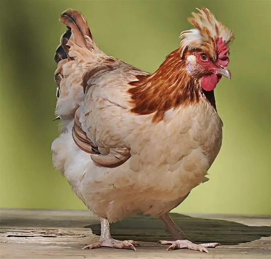 Разновидности куриц фото 7 Sulmtaler ideas hen chicken, chickens and roosters, chickens