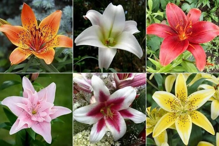 Разновидности лилий фото Лилия - фото, виды и сорта, Lily or Lilies Plants, Flowers, Garden