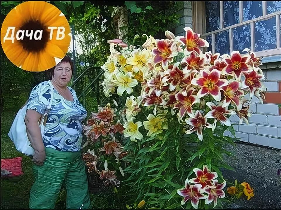 Разновидности лилий садовых фото Как посадить гибридные лилии? Дача ТВ - YouTube Flower garden, Flowers, Garden c