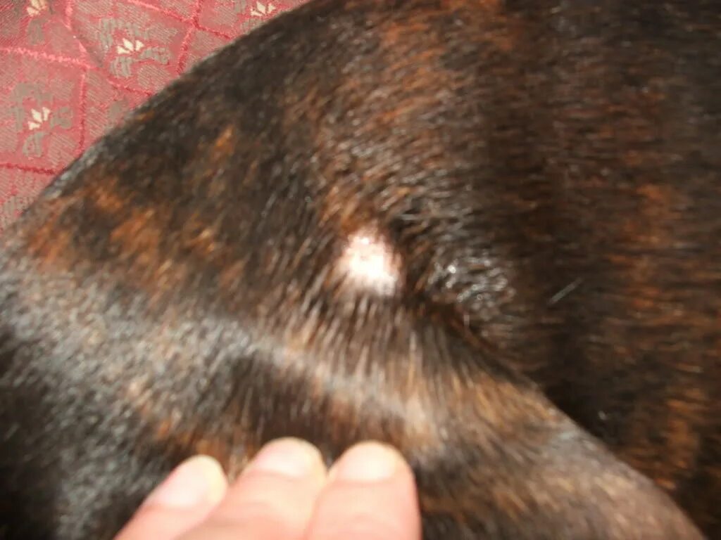 Разновидности лишая у собак фото random bald spot on dog Online Shopping