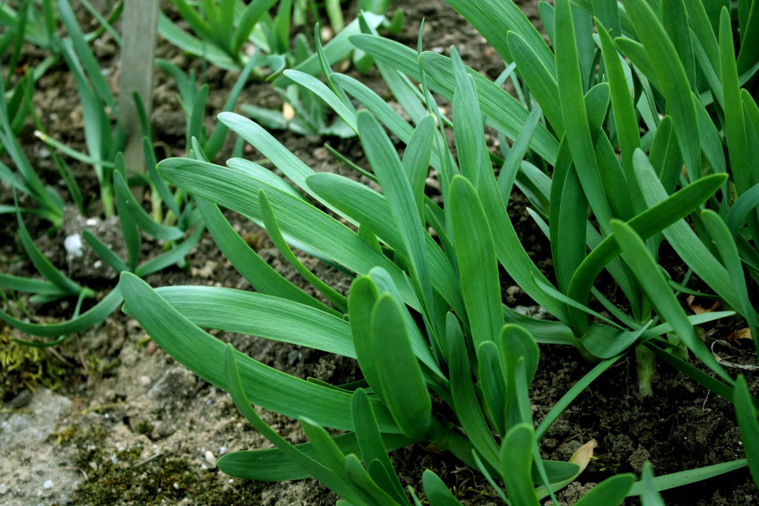 Разновидности лука фото File:Allium atropurpureum 3.JPG - Wikimedia Commons