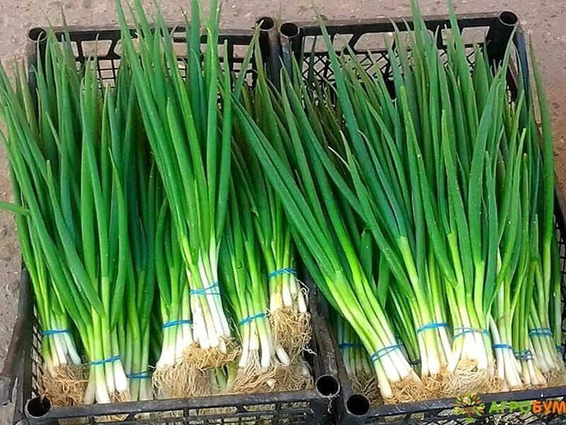 Разновидности лука на зелень фото Amazon.com: Scallions