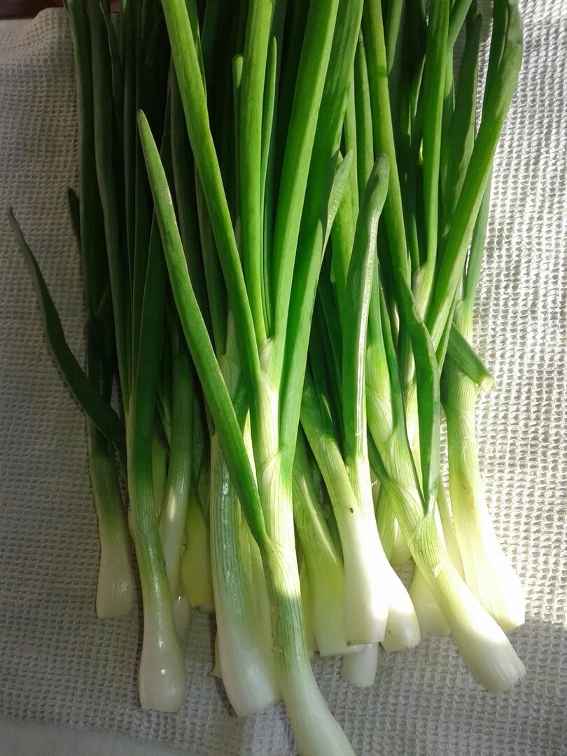 Разновидности лука на зелень фото I sell green onions. Fresh. 50 p 100 g Take 28 ks. If you take it yourself, any 