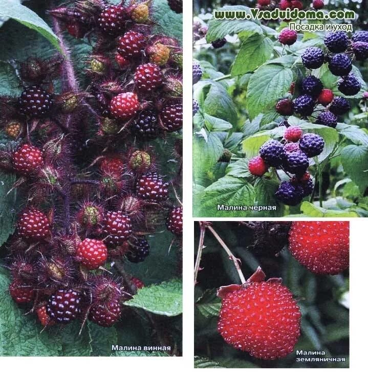 Разновидности малины фото и название Unusual raspberry: photo and description, varieties and species A site about a g