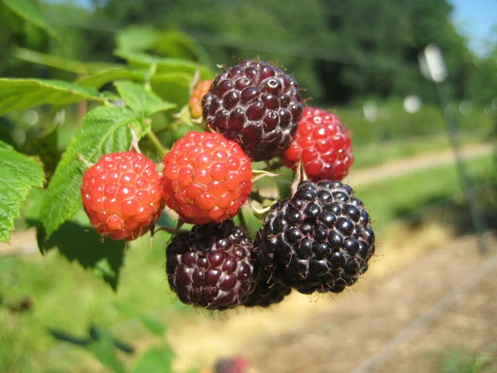 Разновидности малины фото и название Caneberry Breeding and Cultural Practices Research Updates NC State Extension