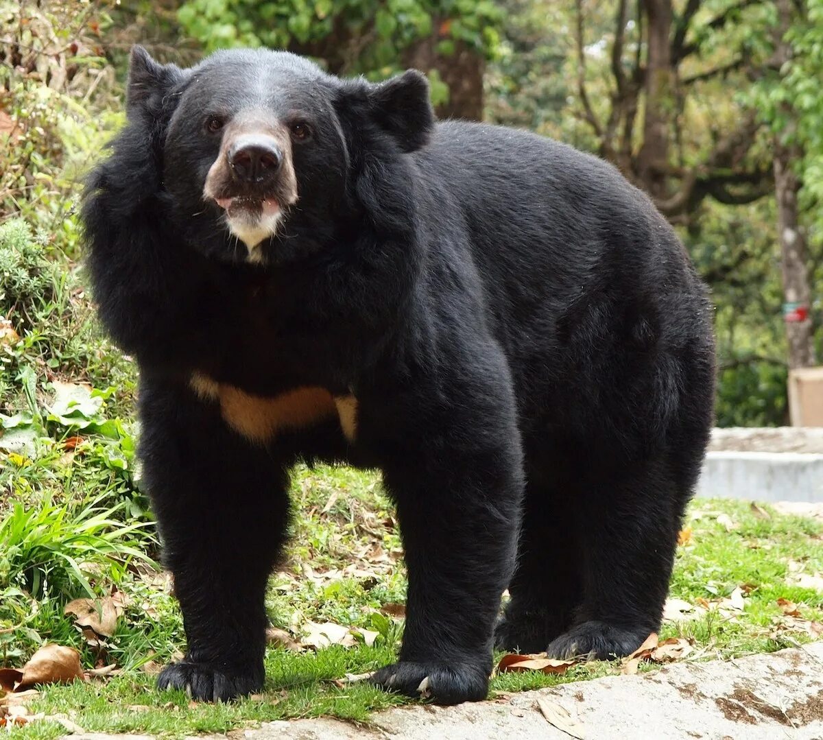 Разновидности медведей фото и названия Файл:Black bear, Darjeeling zoo.jpg - Википедия