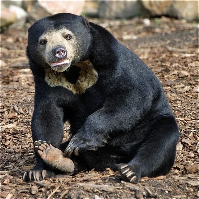 Разновидности медведей фото и названия Oh, I've got an itch Bear species, Spirit bear, Bear