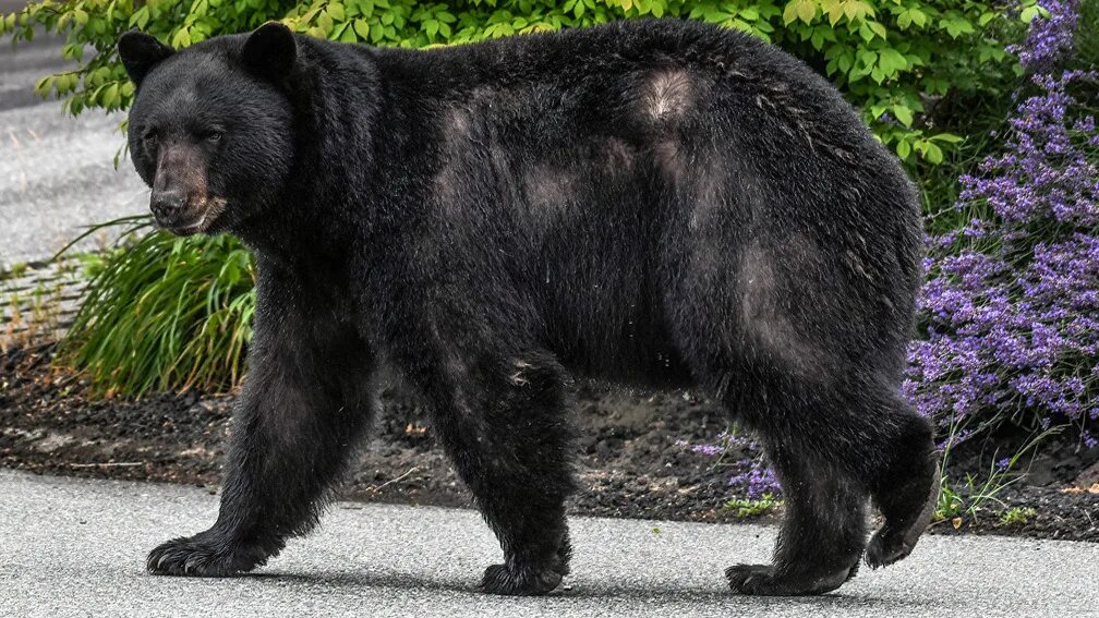 Bear species, Sloth bear, American black bear