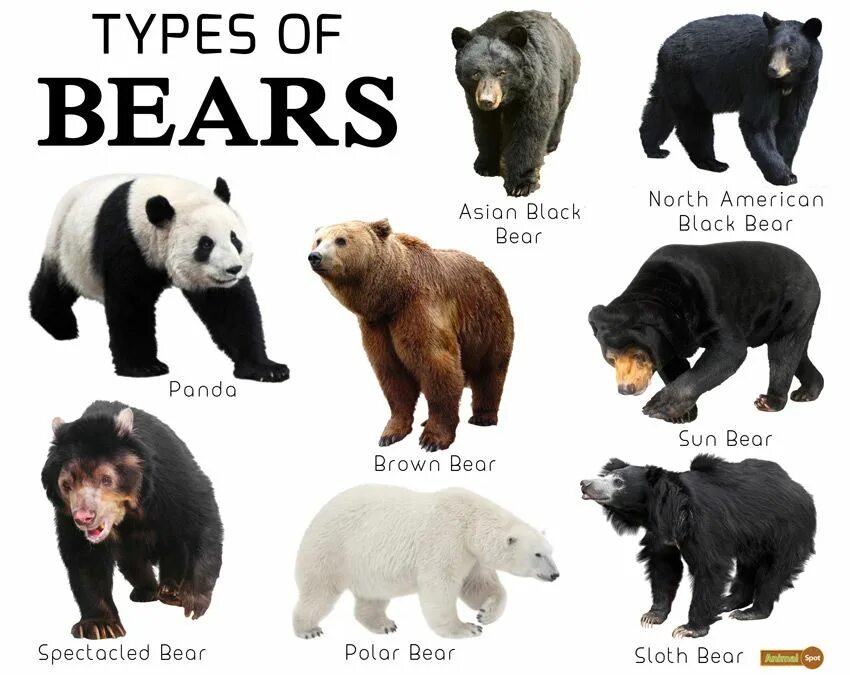 Разновидности медведей в мире фото и название Bear Facts, Types, Lifespan, Classification, Habitat, Pictures Bear species, Bea