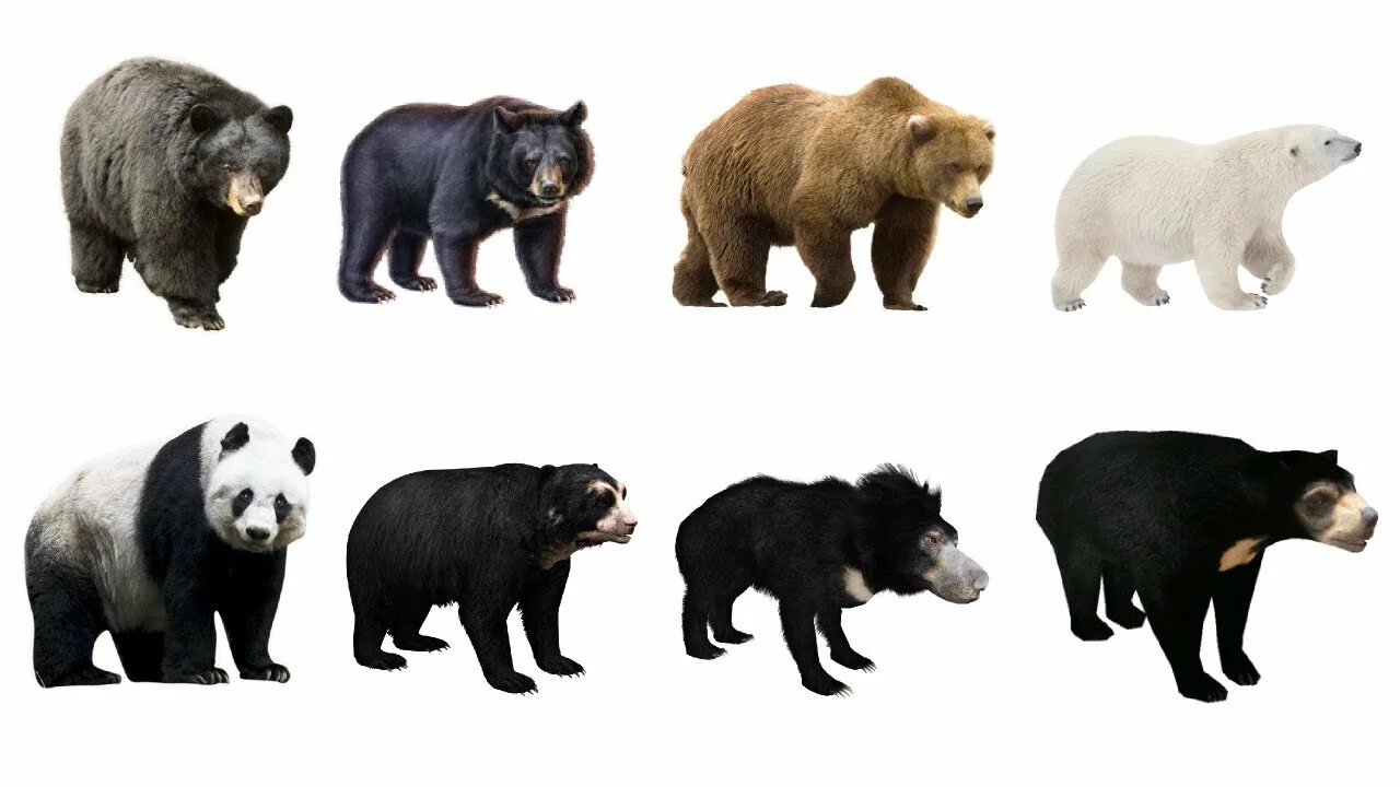 Разновидности медведей в мире фото и название Learn Bear Species in English! Learn 8 Bears of The World! Types of Bears! The B