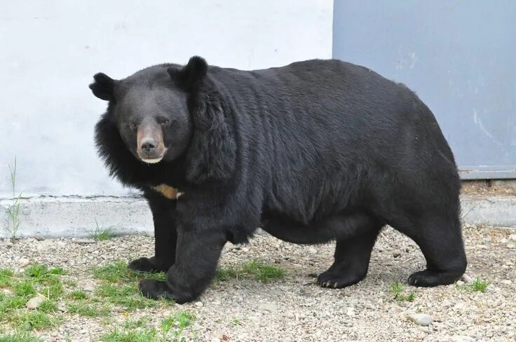 Разновидности медведей в мире фото и название Asiatic Black Bear Asiatic black bear/ Ursus thibetanus Asian black bear, Black 