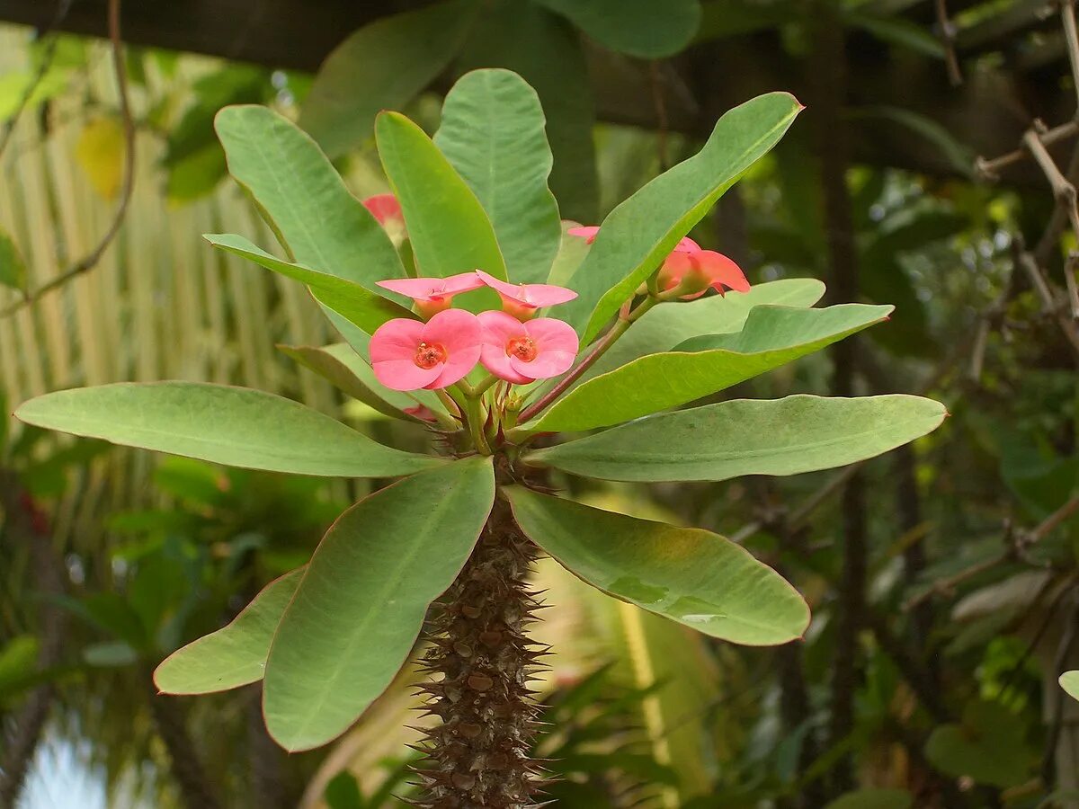 Разновидности молочая комнатного фото Файл:Euphorbia milii var. splendens, flower.jpg - Википедия