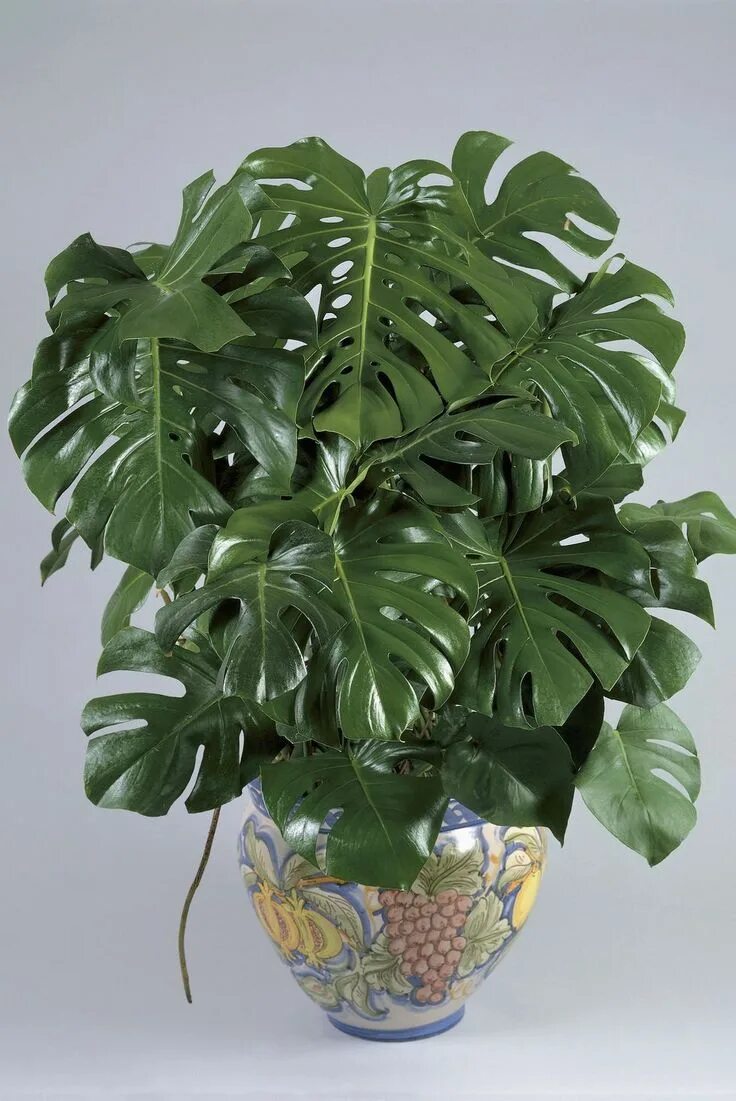 Разновидности монстеры фото и названия комнатные растения These Low-Maintenance Plants Will Add Life to Your Apartment Best indoor plants,