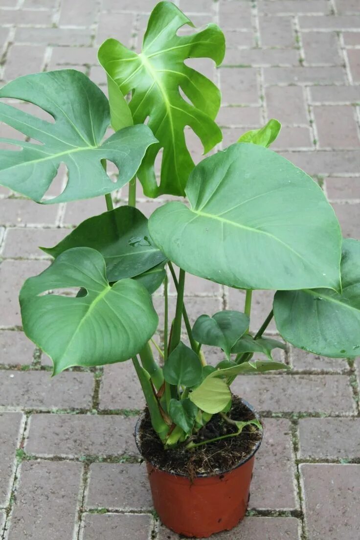 Разновидности монстеры фото и названия комнатные растения Indoor Plant -House or Office Plant -Monstera deliciosa - Swiss Cheese Plant 35c