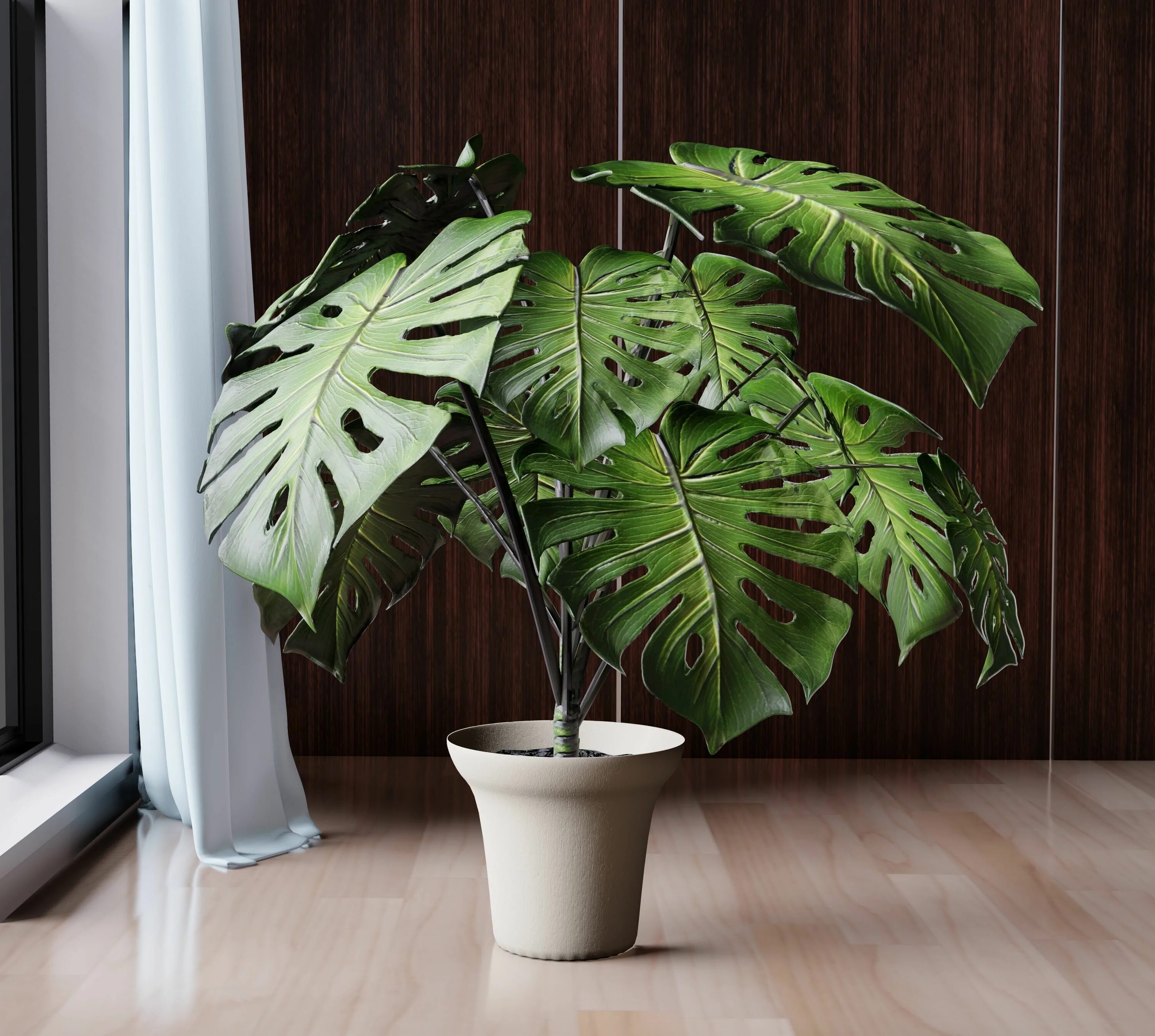 Разновидности монстеры фото и названия комнатные растения 3D Monstera Deliciosa CGTrader 3d model, Monstera deliciosa, Monstera