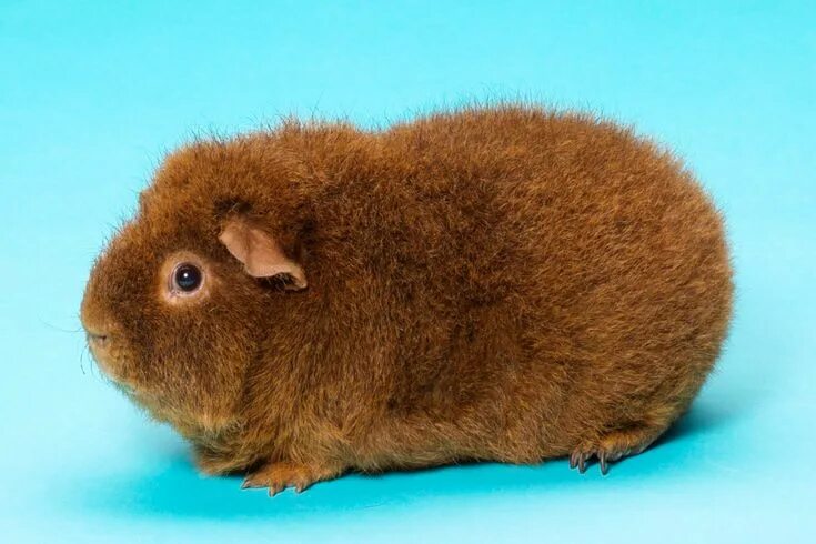 Разновидности морских свинок фото и описание The Rex Guinea Pig Breed Facts and Essential Care Guide Guinea pigs, Guinea pig 