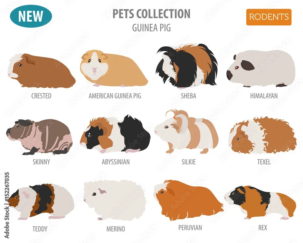 Разновидности морских свинок фото и описание Guinea Pig breeds icon set flat style isolated on white. Pet rodents collection.