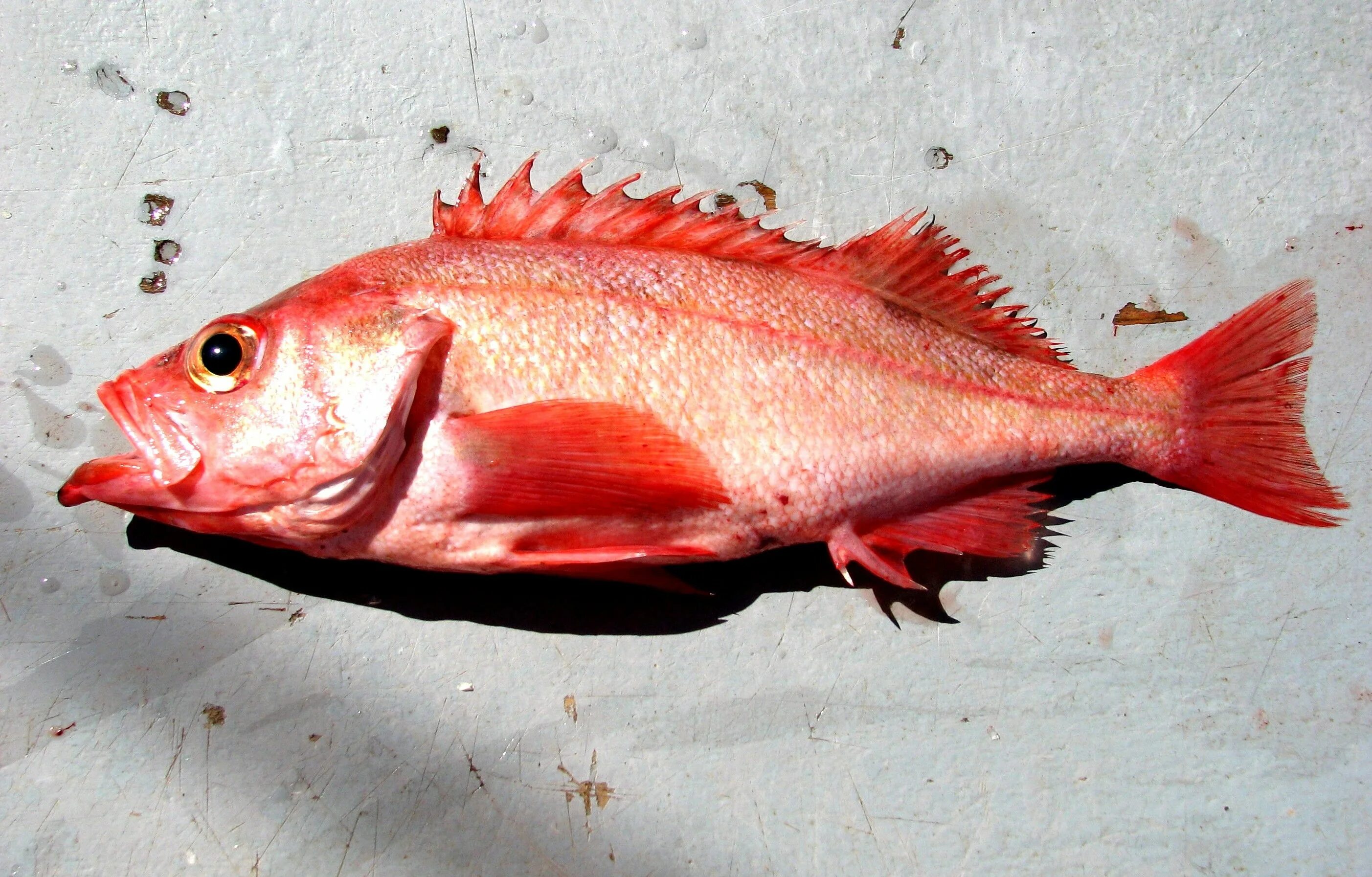 Разновидности морского окуня фото и название Pacific Ocean Perch (Sebastes alutus) Fish, Ocean perch, Fish list